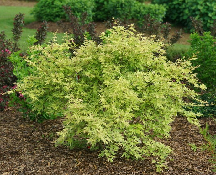 Acer palmatum 'Metamorphosa'