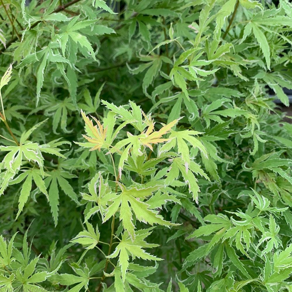 Acer palmatum 'Metamorphosa'