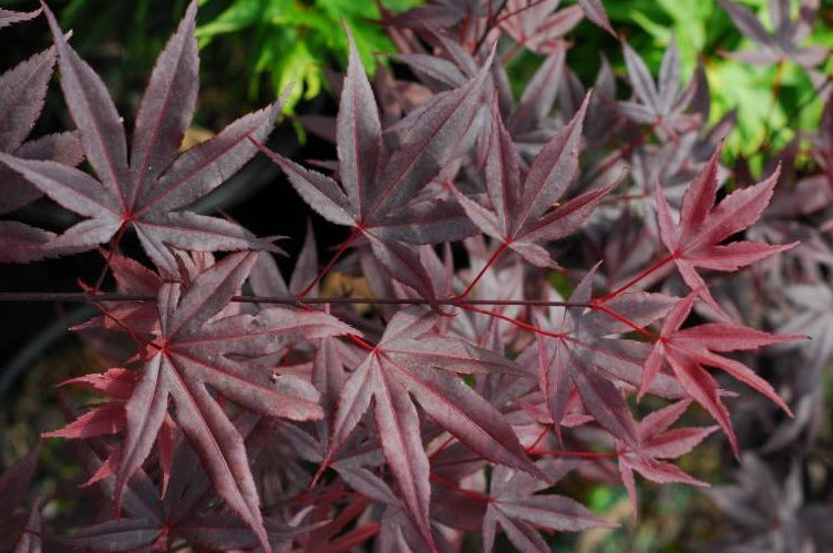 Acer palmatum 'Moonfire'