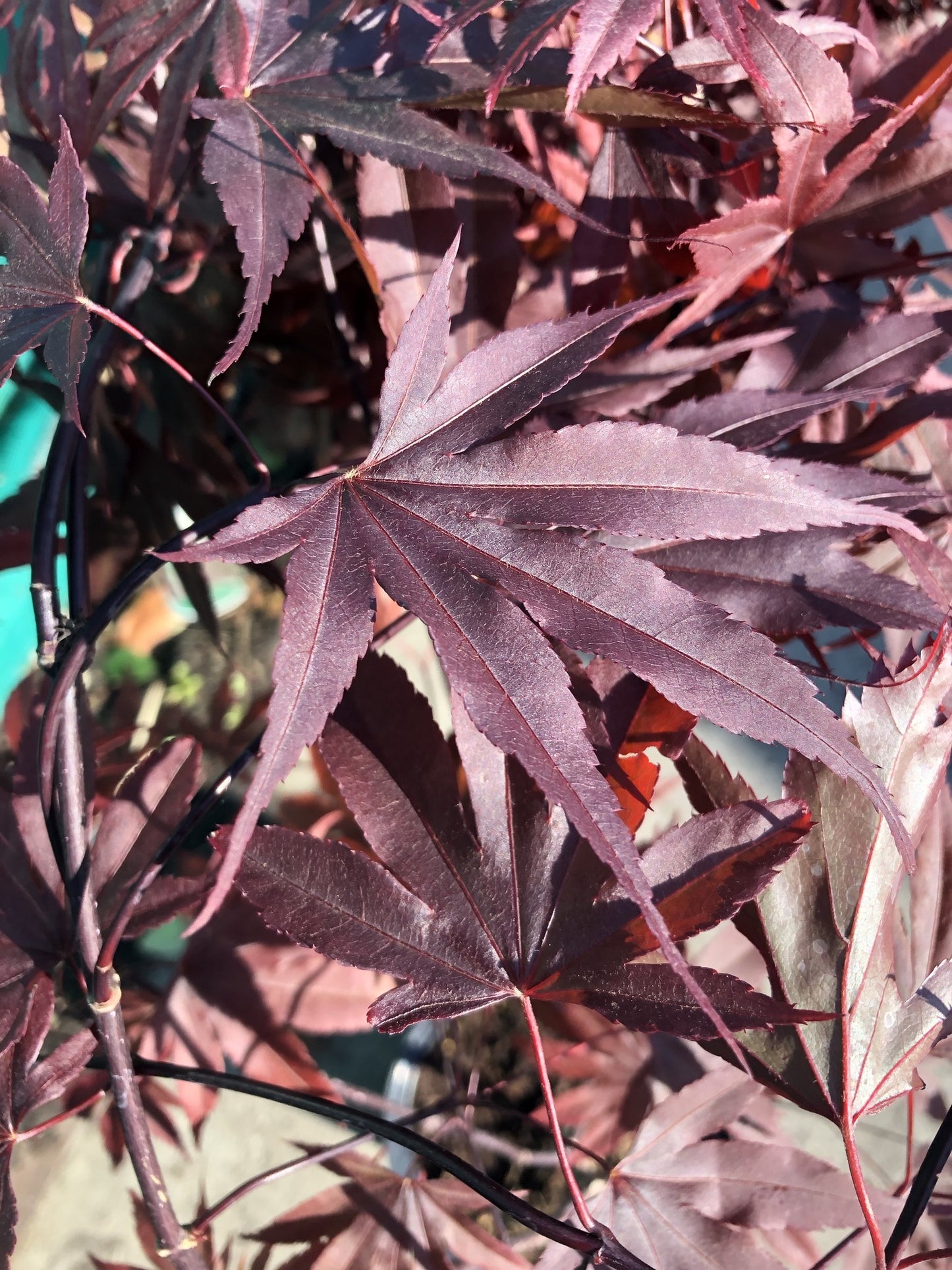 Acer palmatum 'Moonfire'