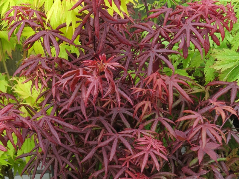 Acer palmatum 'Peve Starfish'