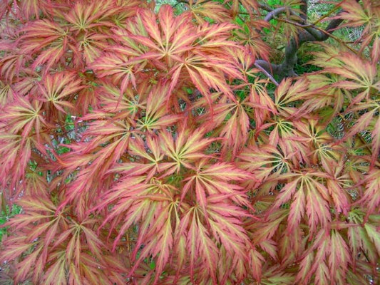 Acer palmatum 'Pink Lace'