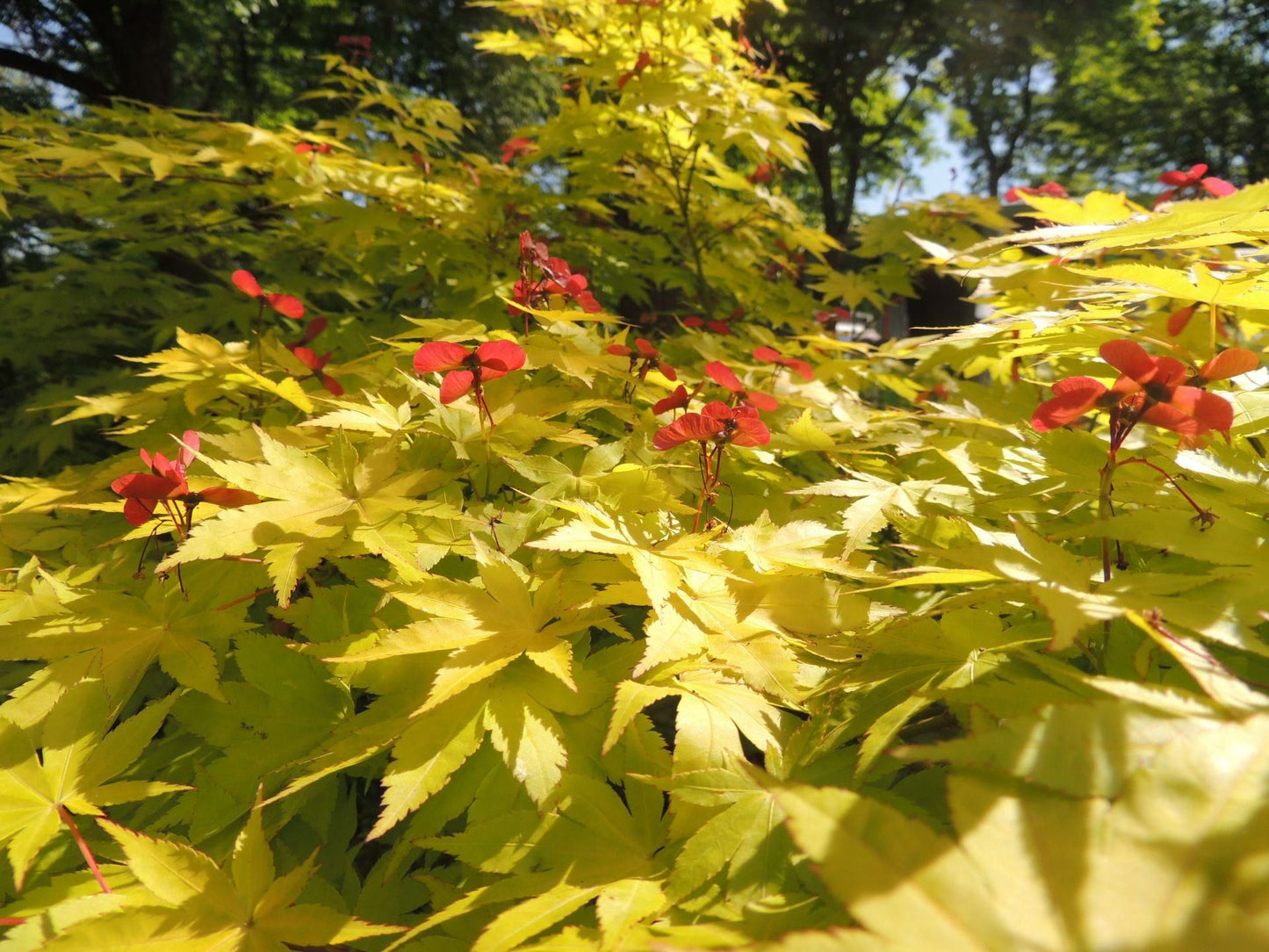 Acer palmatum 'Summer Gold'