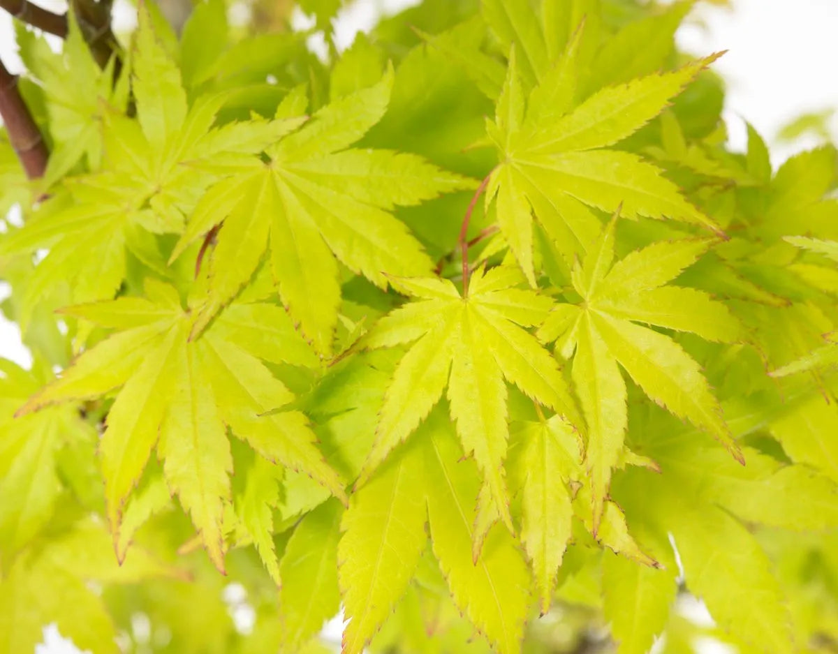 Acer palmatum 'Summer Gold'