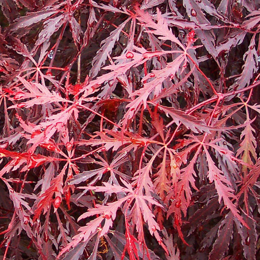Acer palmatum 'Tamukeyama'