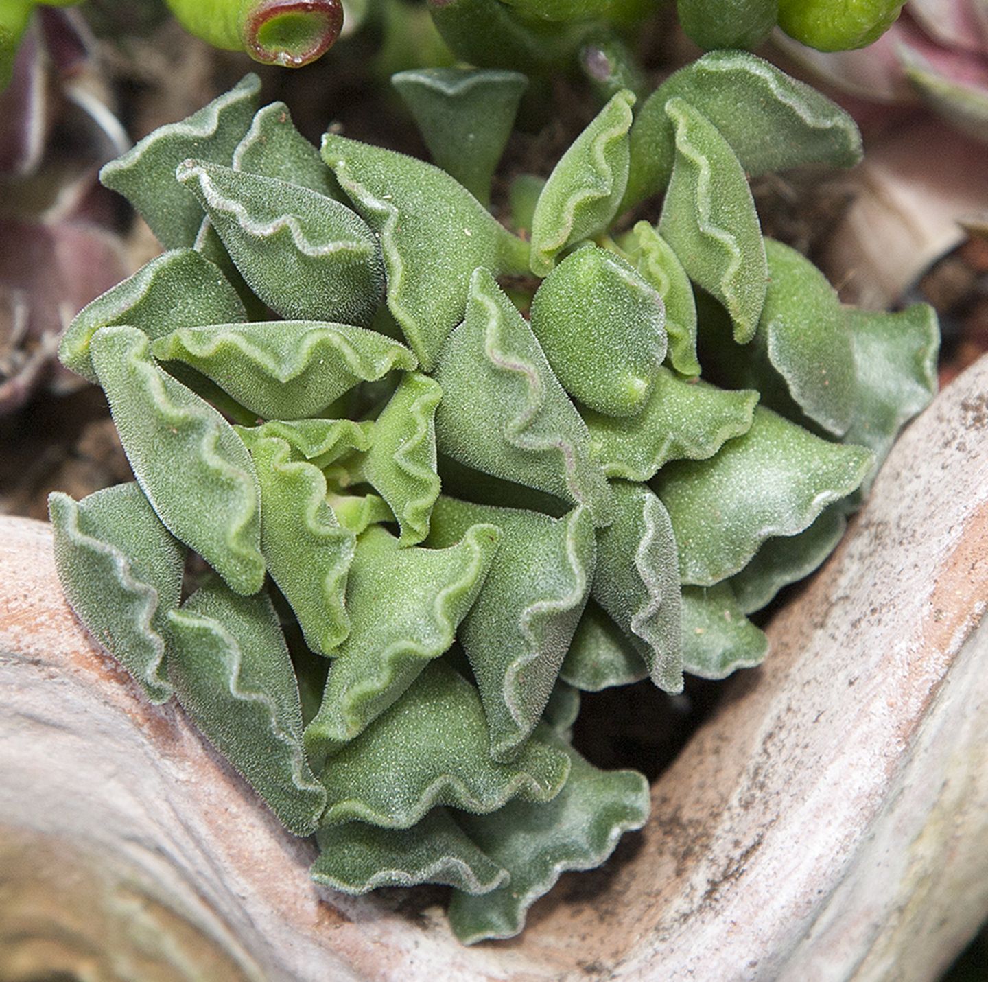 Adromischus cristatus