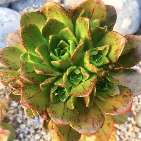 Aeonium 'Bronze Medal'