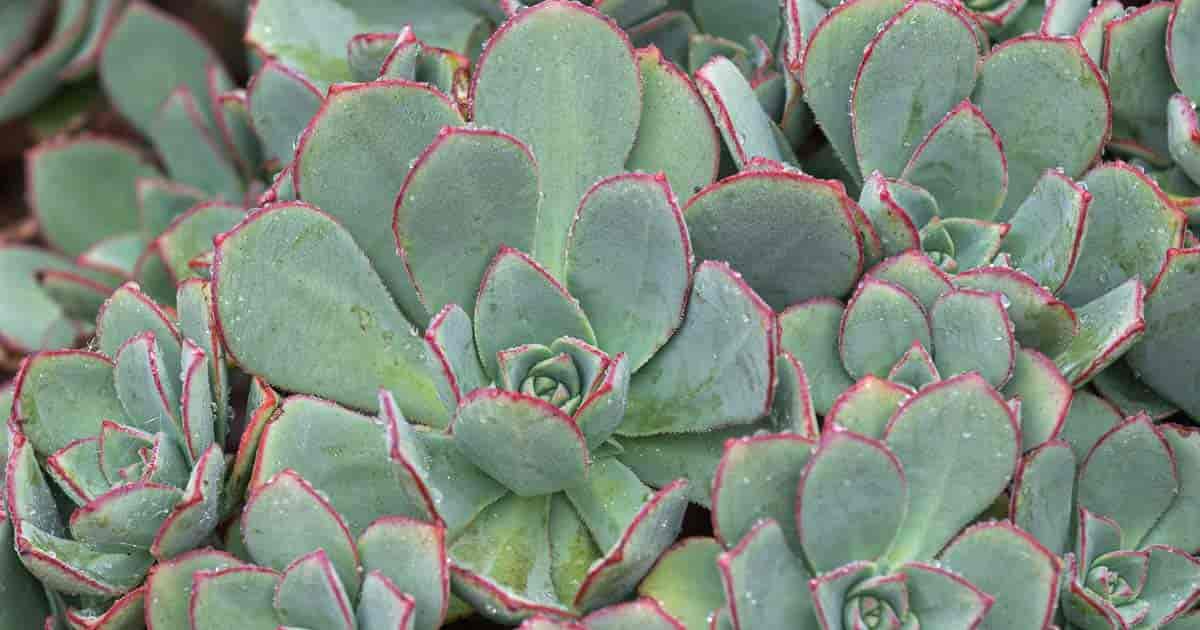 aeonium pinwheel succulent Aeonium 'Pinwheel' – Bunchberry Nurseries