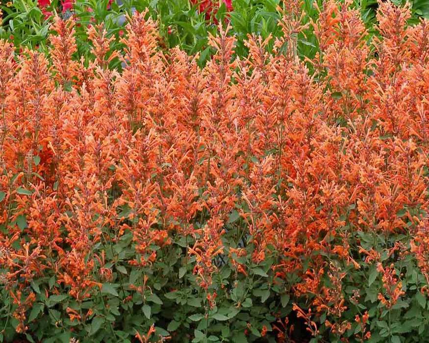 Agastache 'Kudos Mandarin'