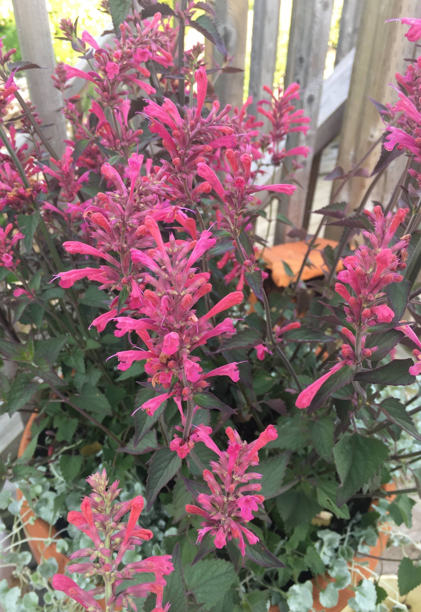 Agastache 'Morello'