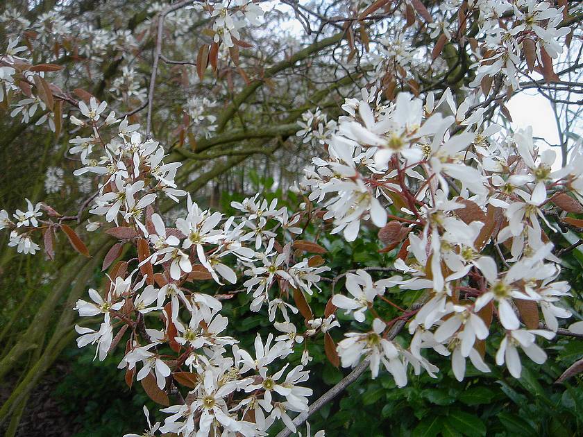 Amelanchier canadensis