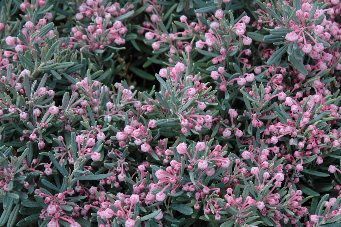 Andromeda polifolia 'Blue Ice'