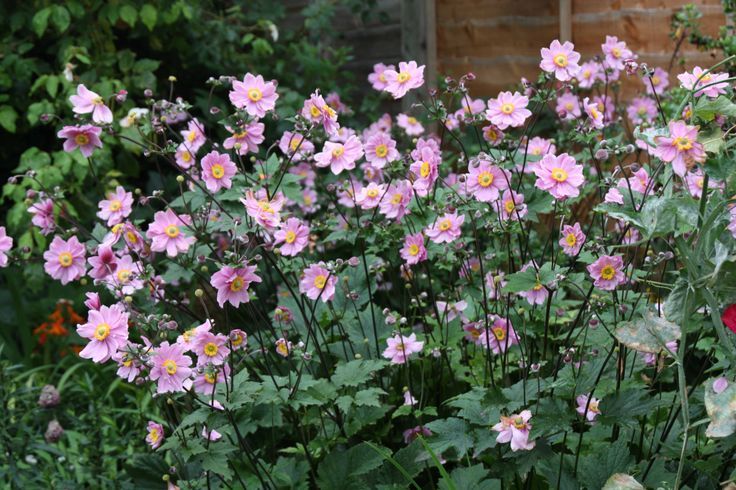 Anemone x hybrida 'Queen Charlotte'