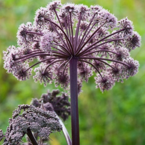 Angelica sylvestris 'Vicar's Mead'