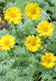 Anthemis marschalliana