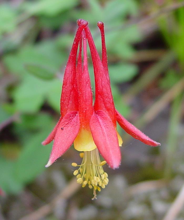 Aquilegia canadensis