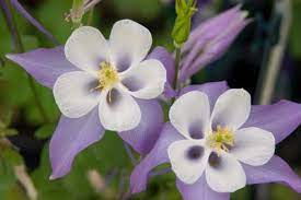 Aquilegia 'Origami Blue and White'