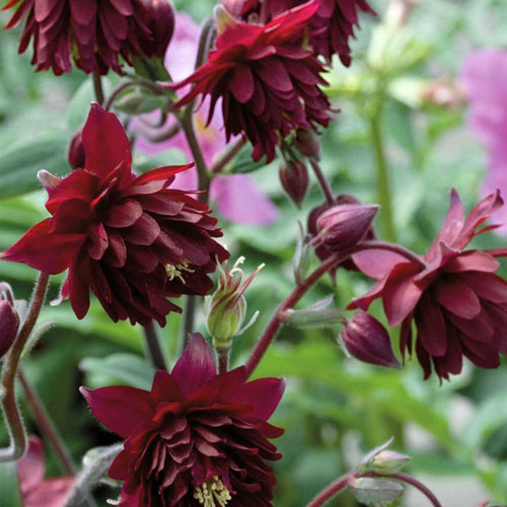 Aquilegia vulgaris 'Ruby Port'