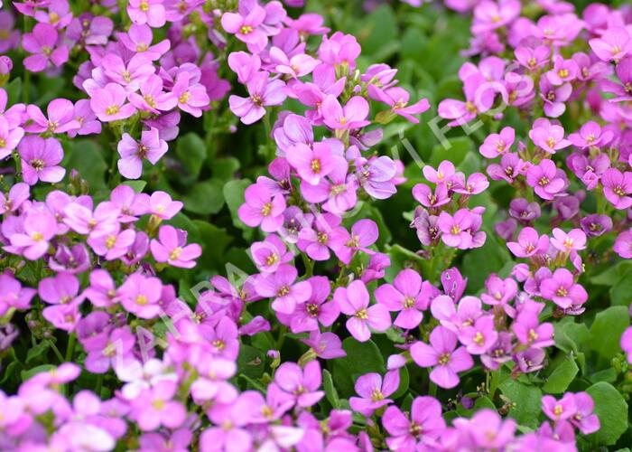 Arabis x arendsii 'Compinkie'