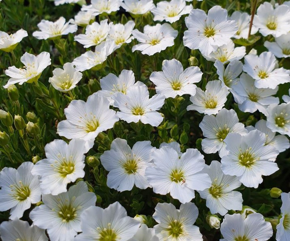 Arenaria montana