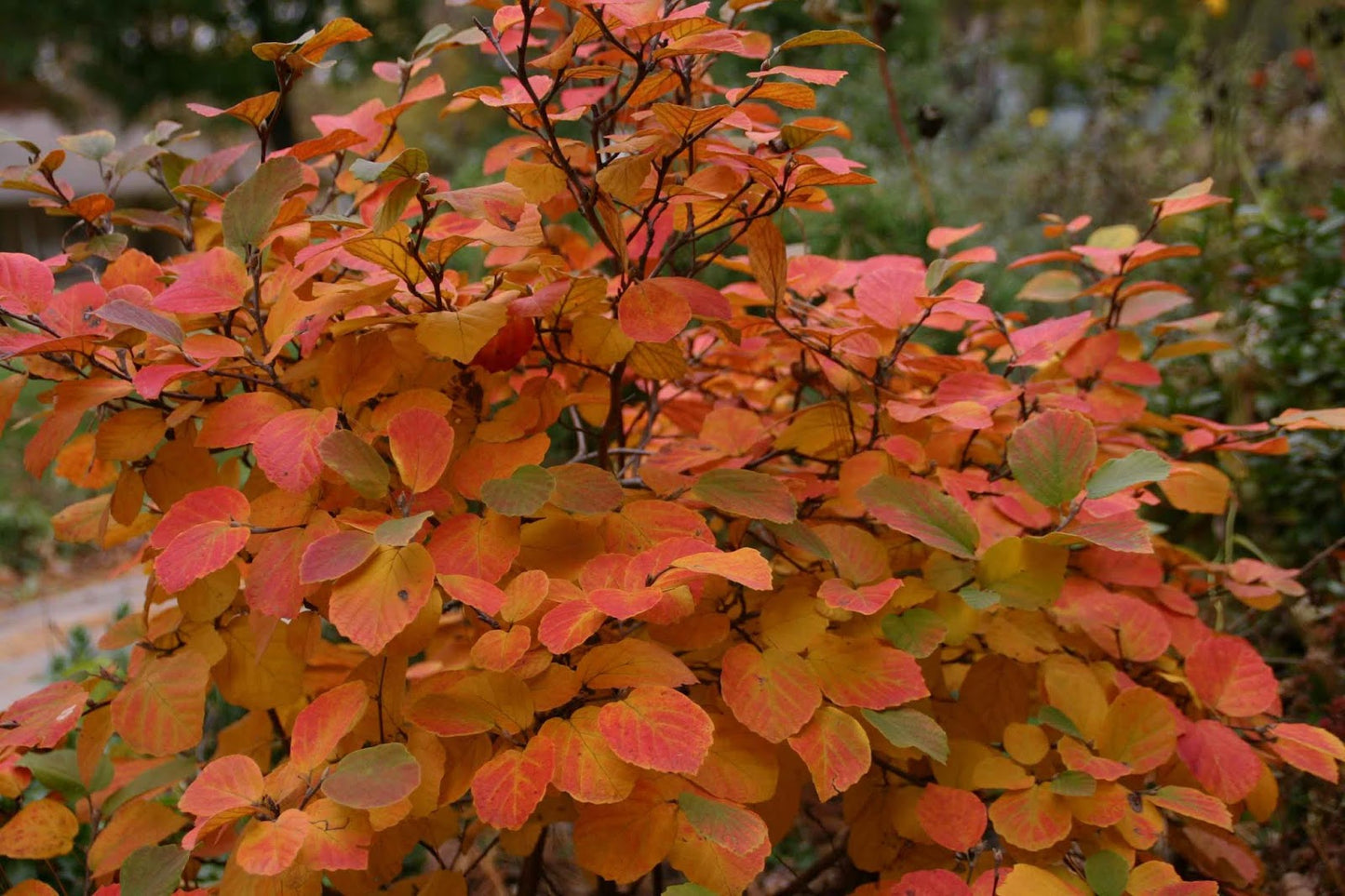 Aronia melanocarpa 'Autumn Magic'