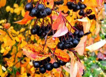 Aronia melanocarpa 'Autumn Magic'