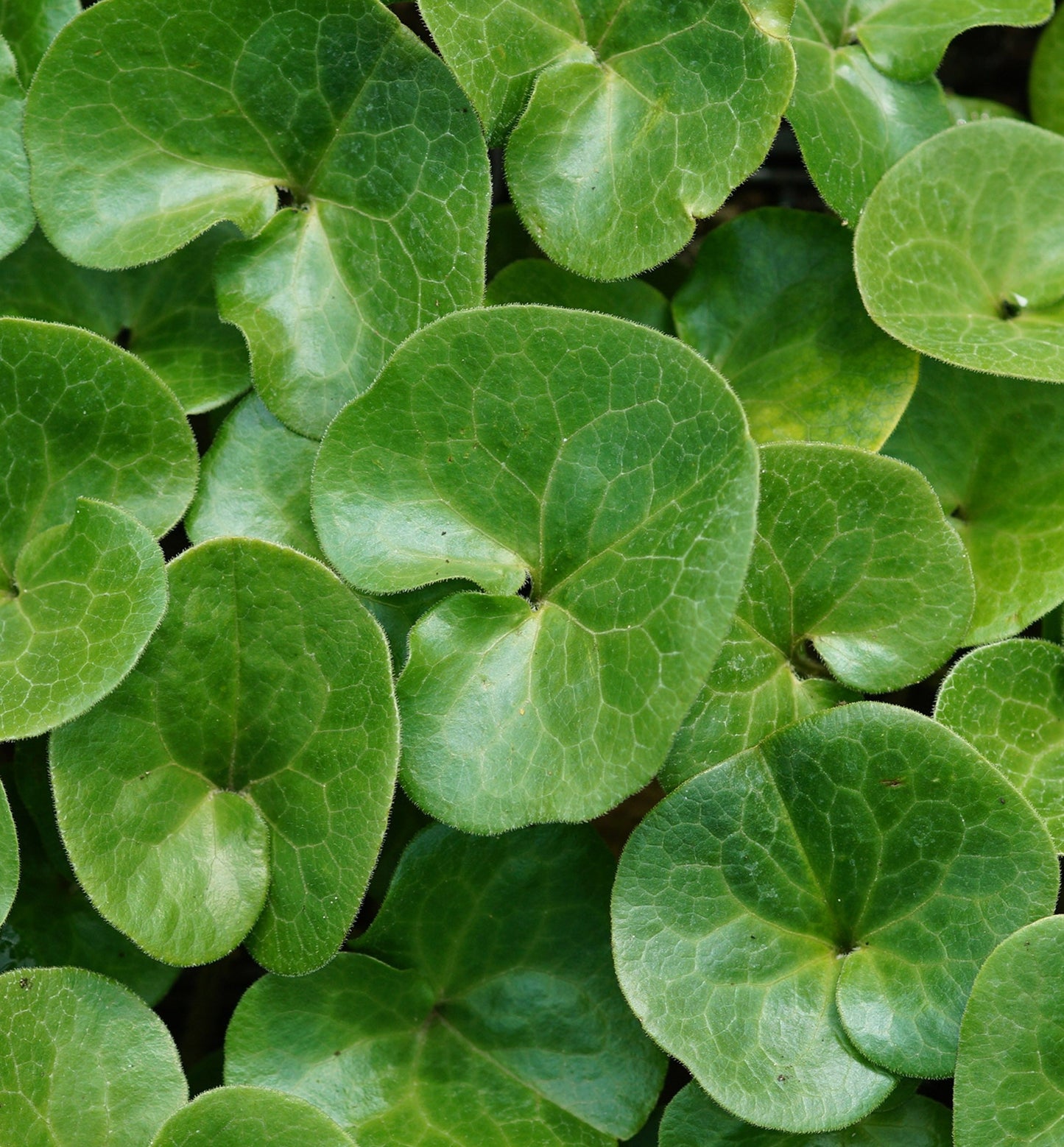 Asarum europaeum