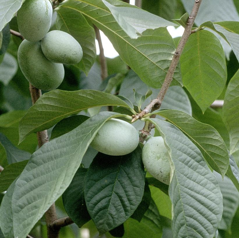 Asimina triloba