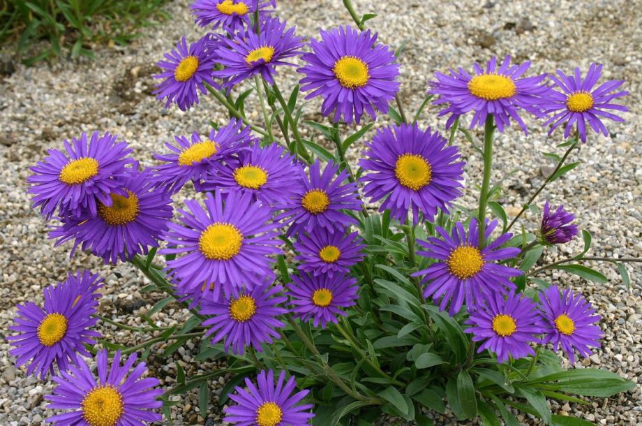 Aster alpinus 'Dark Beauty'