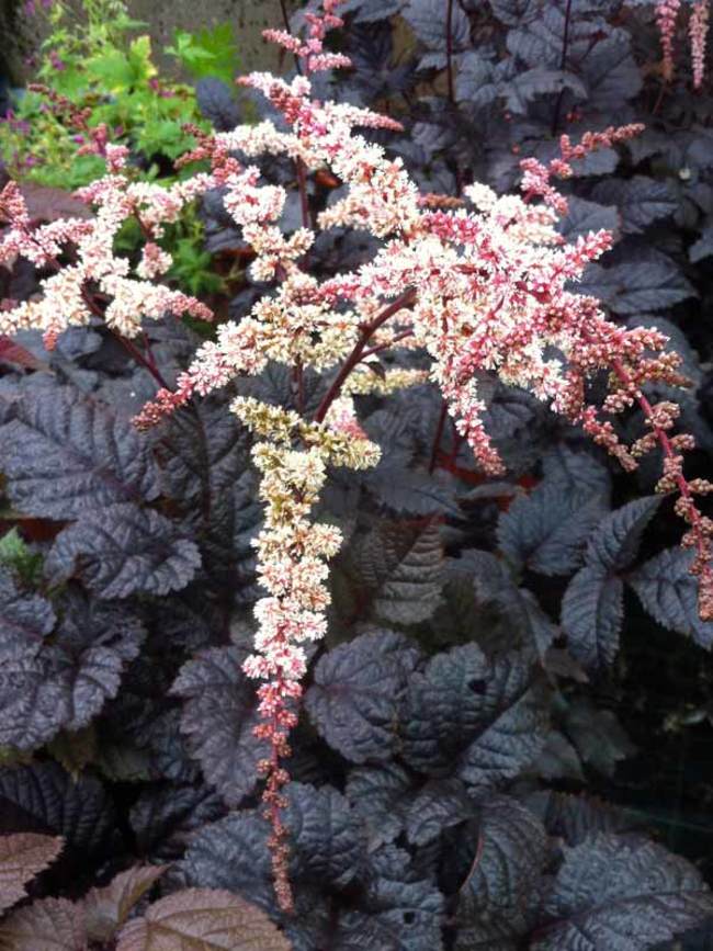 Astilbe x arendsii 'Chocolate Shogun'