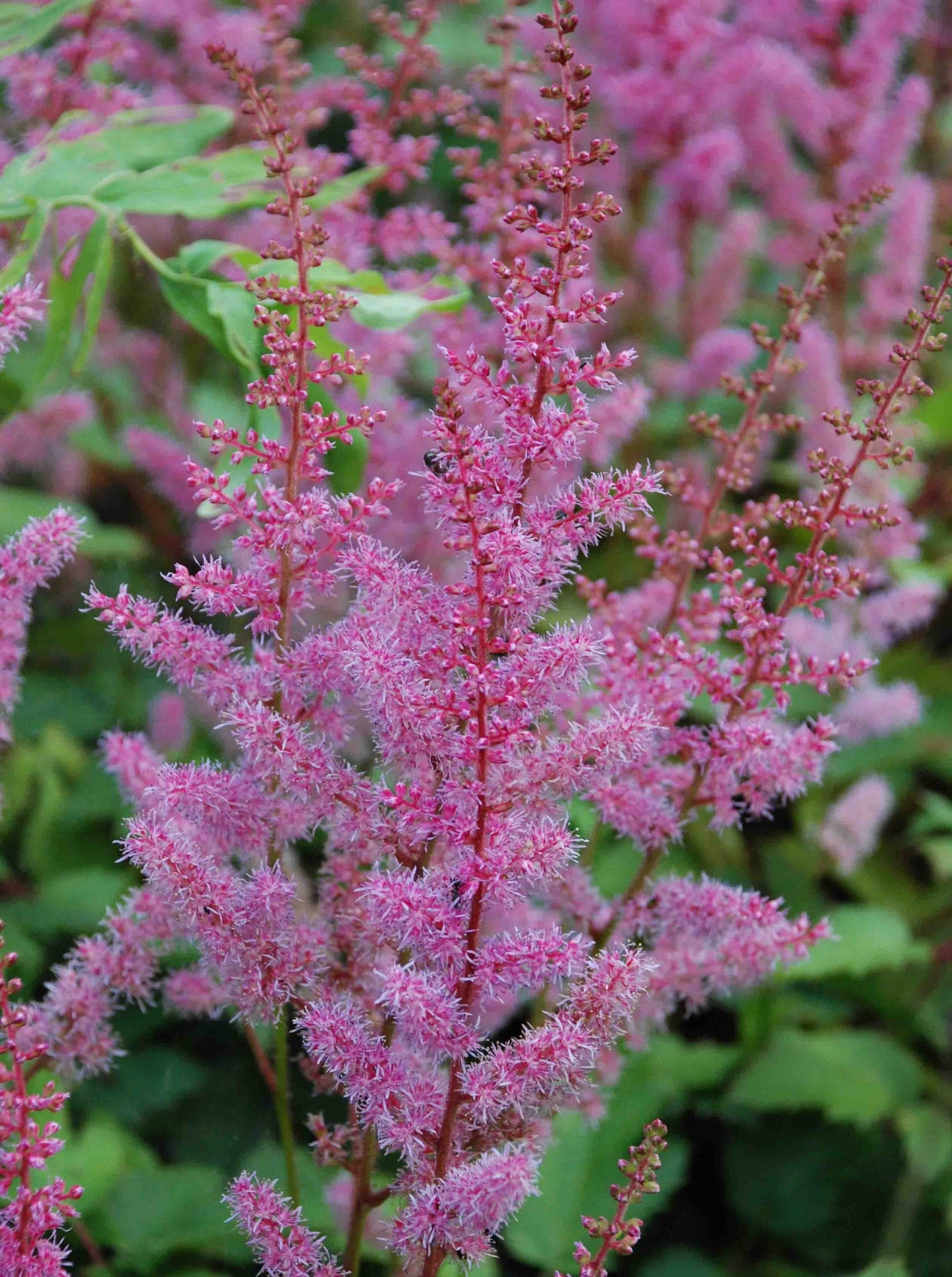 Astilbe chinensis var. taquetii 'Superba'