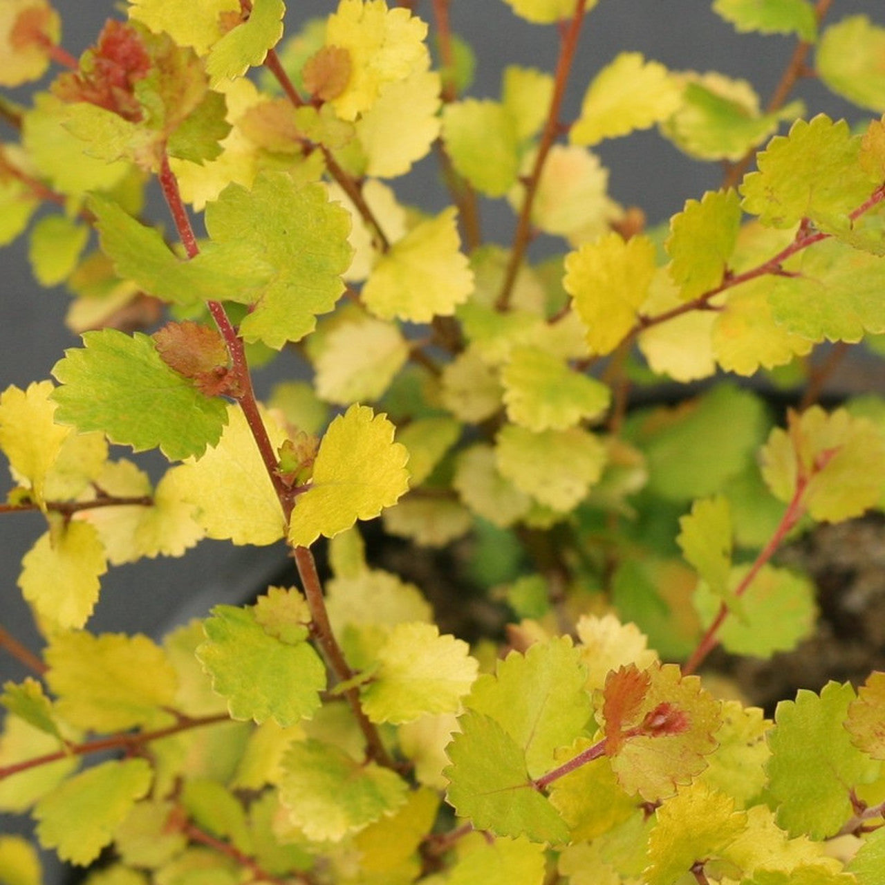 Betula x plettkei 'Cesky Gold'