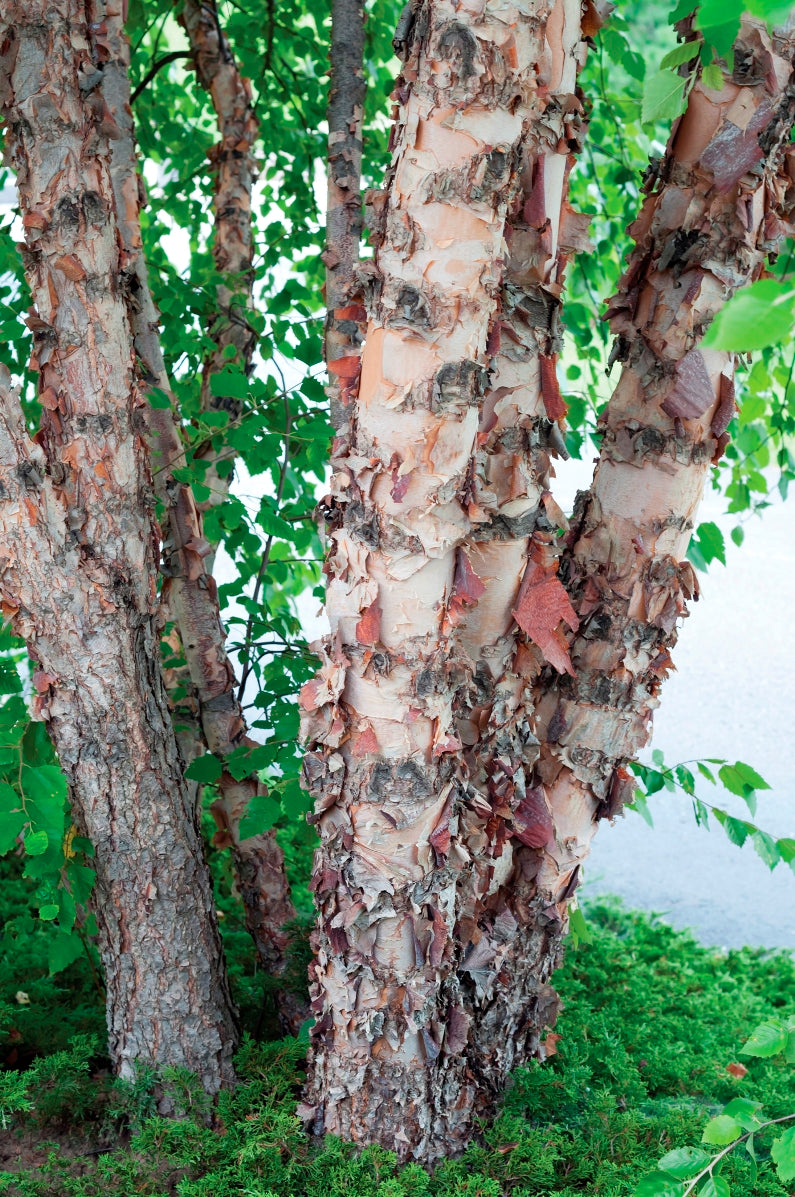 Betula nigra 'Heritage'
