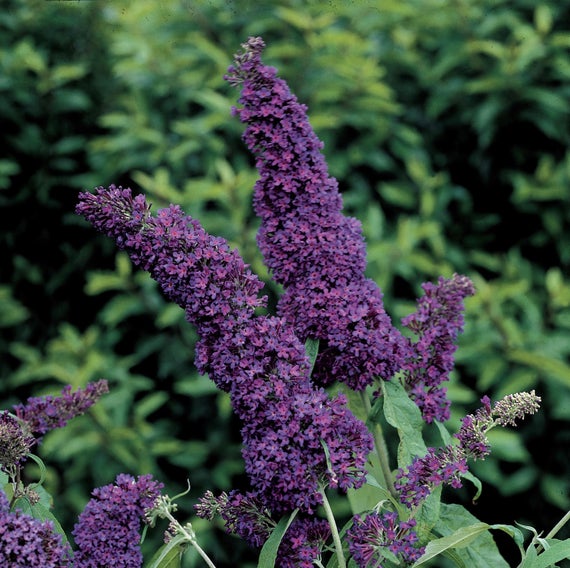Buddleia davidii 'Black Knight'