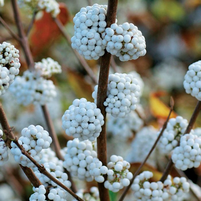 Callicarpa bodinieri 'Snowstar'