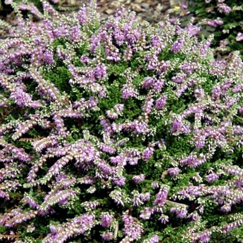 Calluna vulgaris 'Dainty Bess'