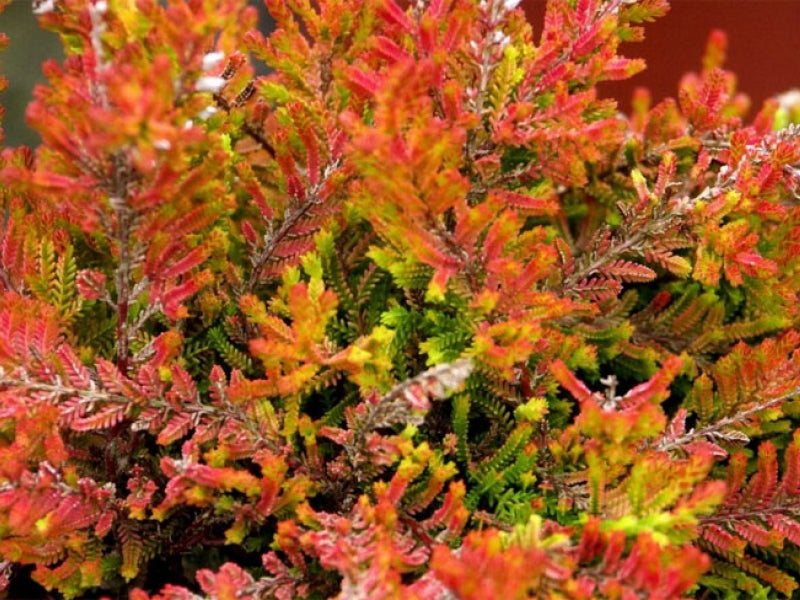 Calluna vulgaris 'Boskoop'