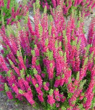 Calluna vulgaris 'Dark Beauty'