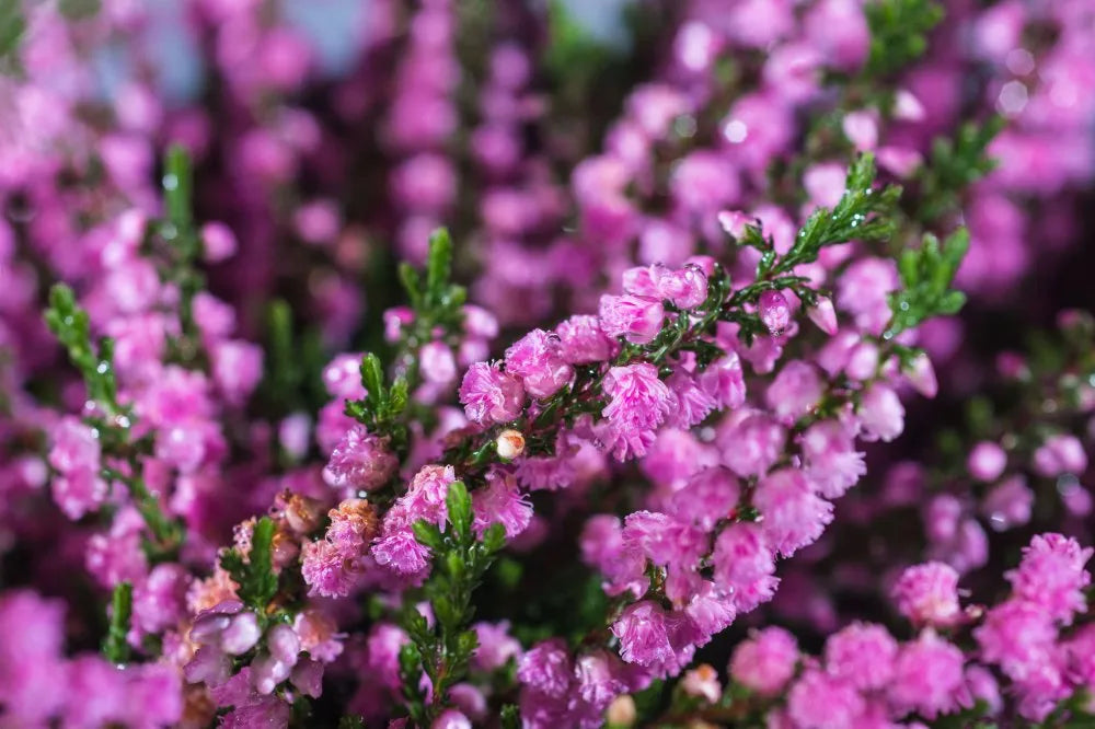 Calluna vulgaris 'J H Hamilton'