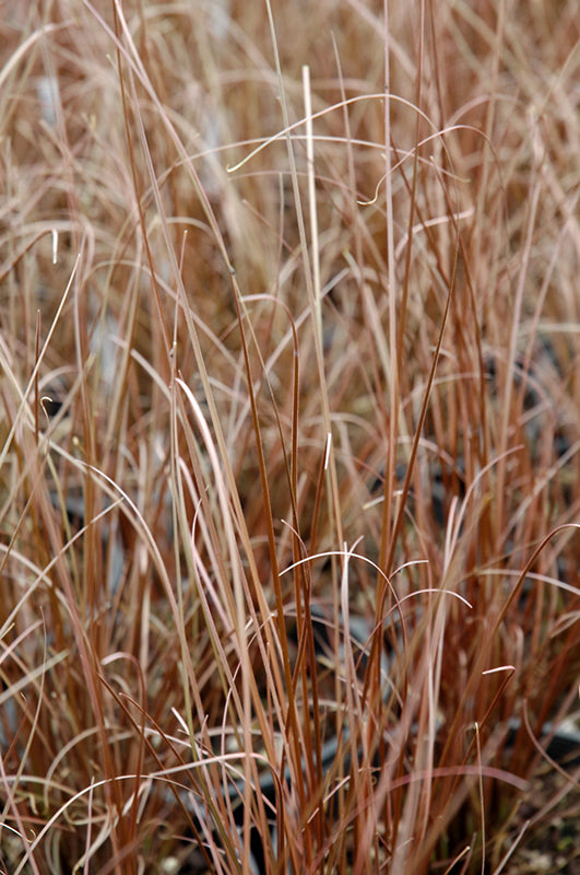 Carex buchananii 'Red Rooster'