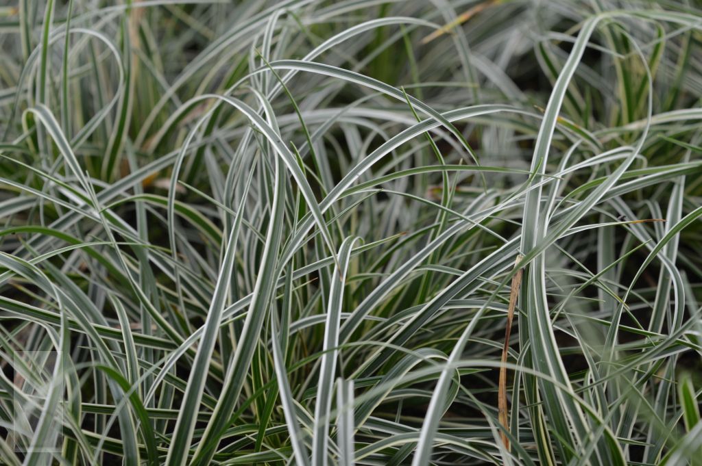Carex conica 'Snowline'