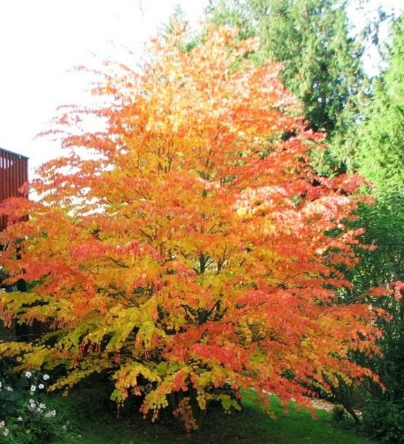 Cercidiphyllum japonicum