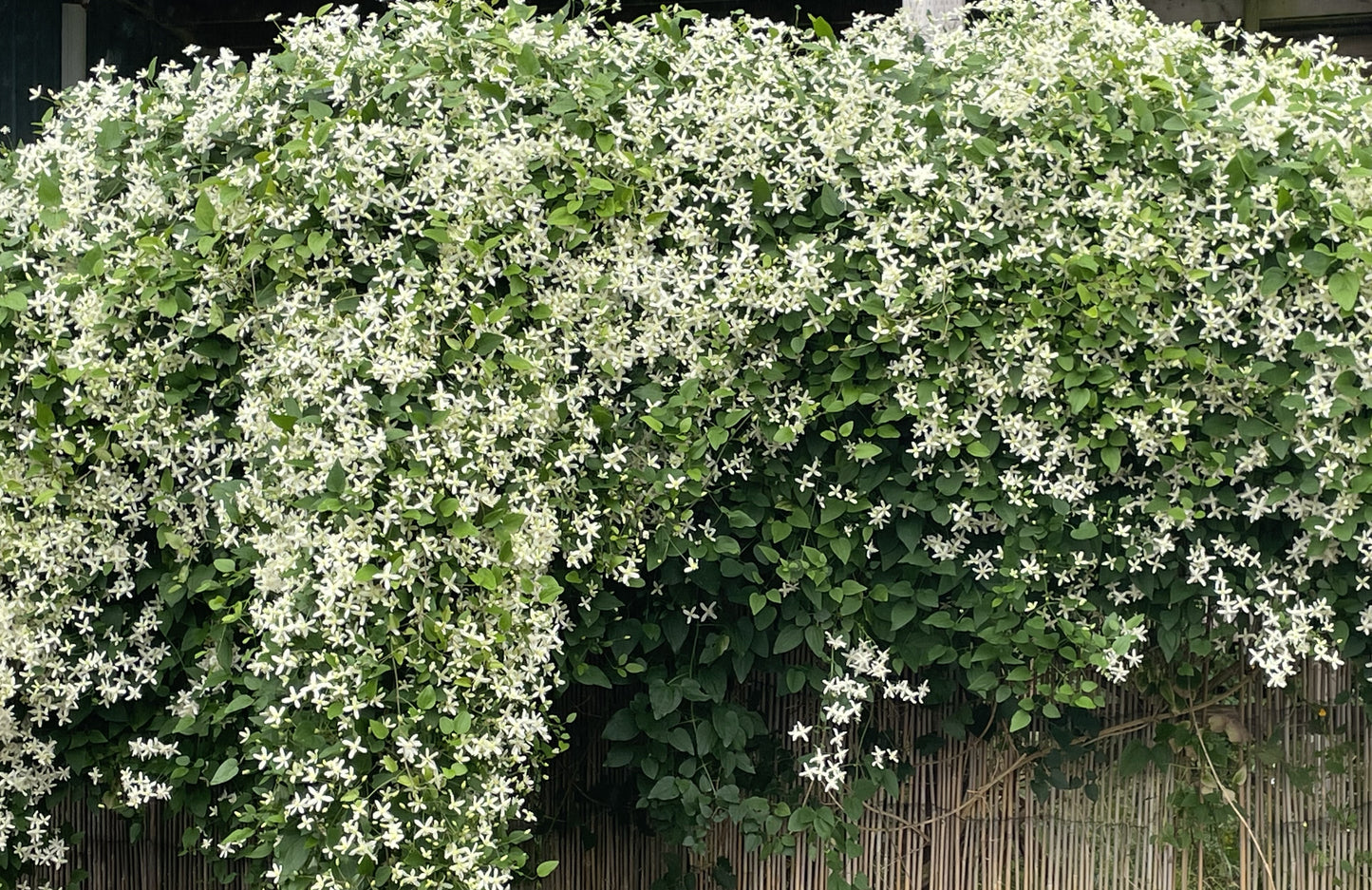 Clematis paniculata