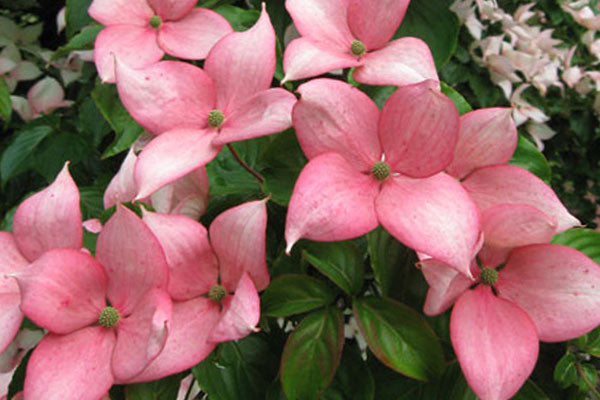 Cornus kousa 'Rosy Teacups'