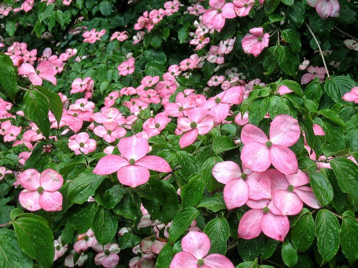 Cornus kousa 'Satomi'