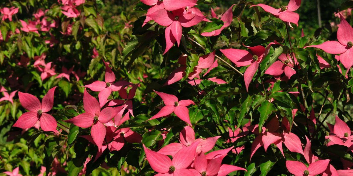 Cornus kousa 'Scarlet Fire'