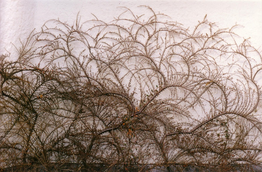 Cotoneaster horizontalis