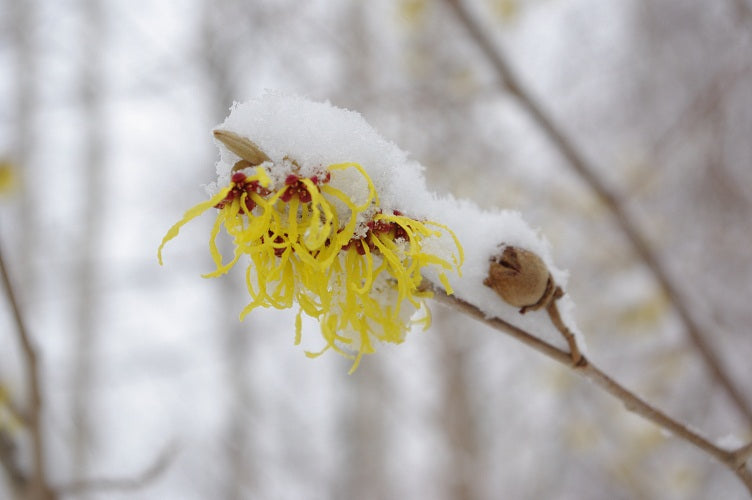 Hamamelis x intermedia 'Arnold's Promise'