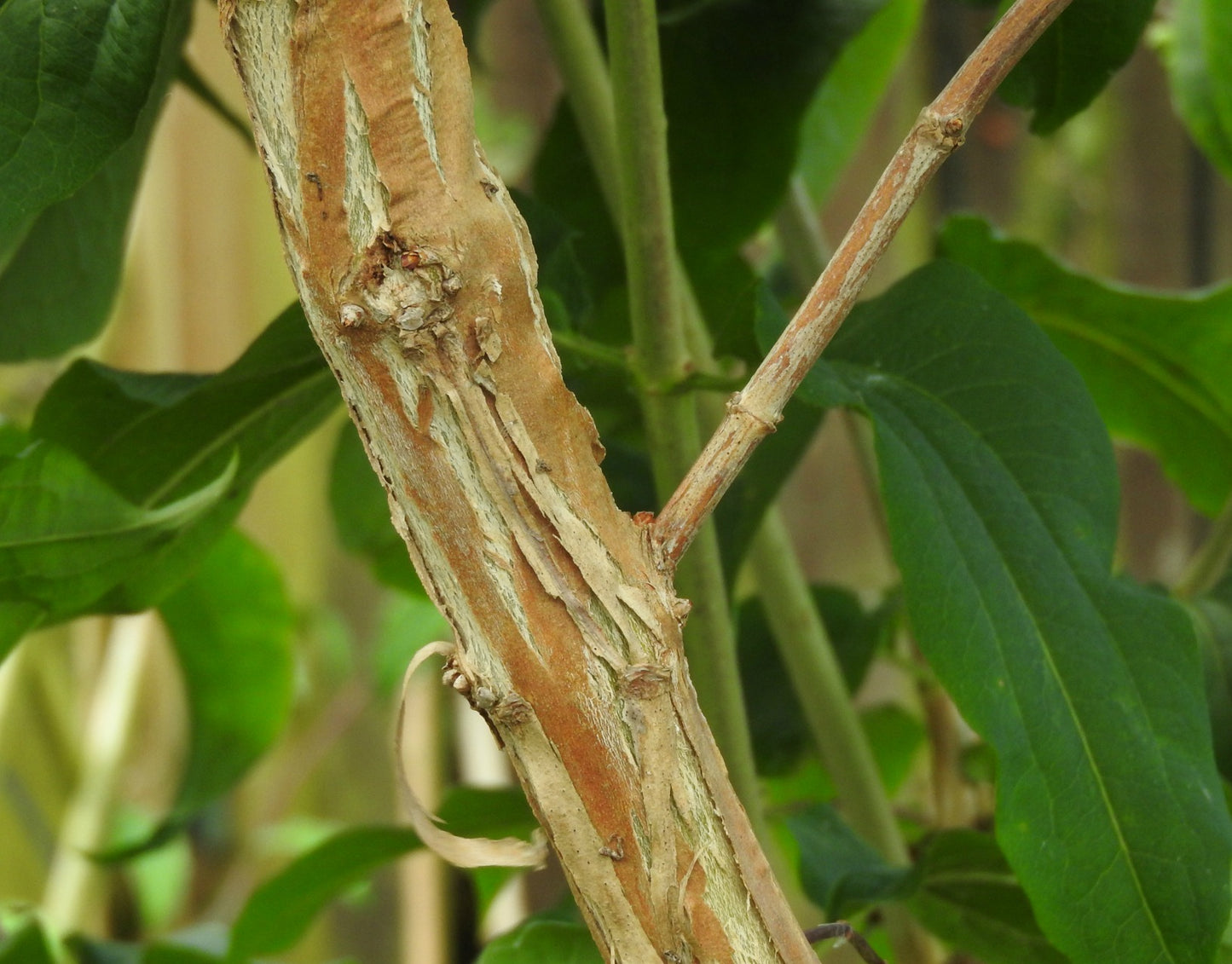 Heptacodium miconioides