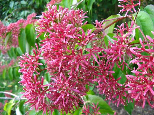 Heptacodium miconioides